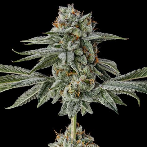 strawberry cherry gelato strain|Strawberry Cherry Gelato Strain Info / Strawberry Cherry Gelato。